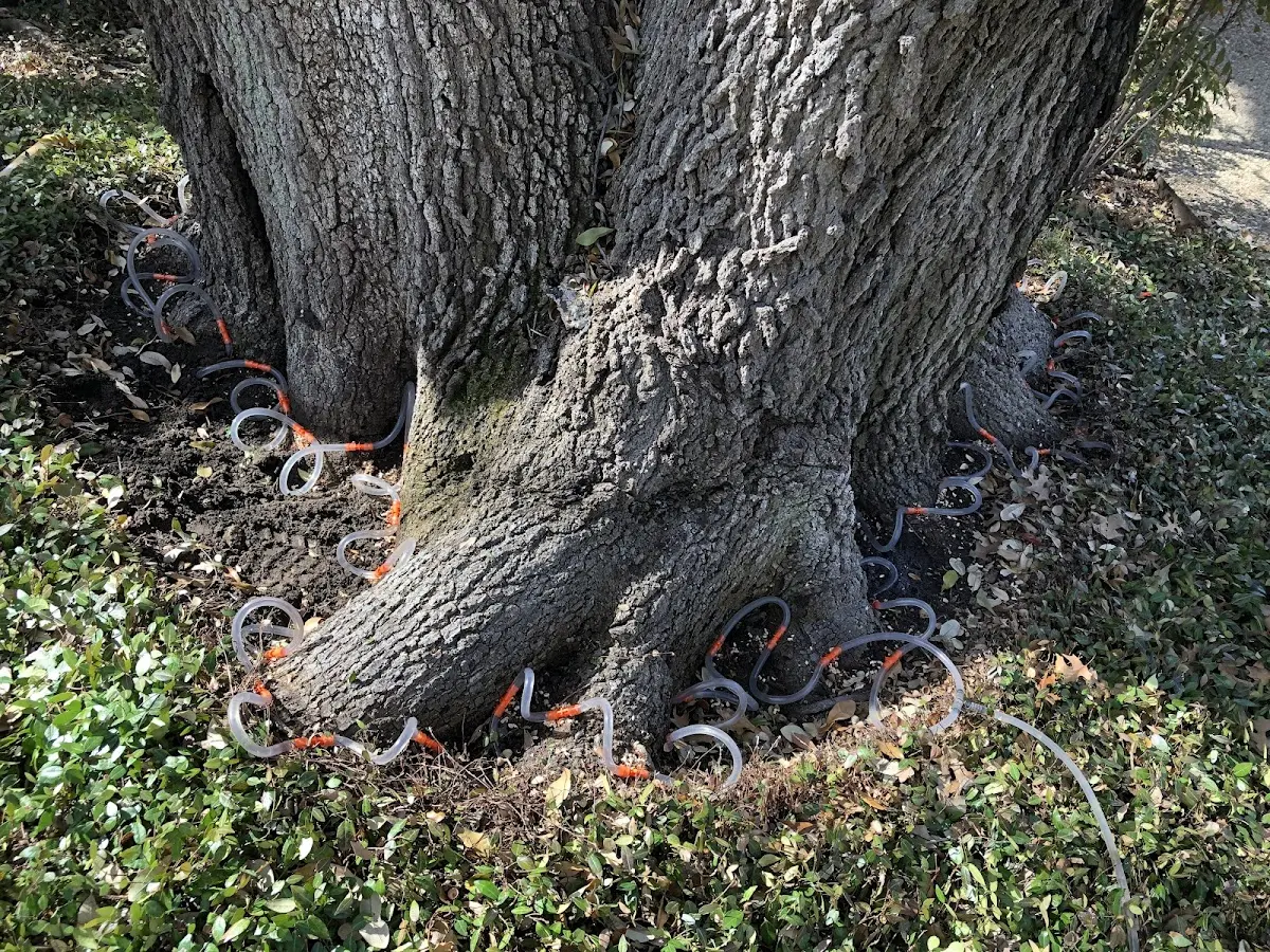 Detailed Tree Cabling and Bracing job site in Rensselaer